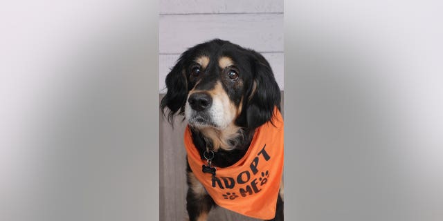 JCPenney is partnering with local shelters around the country to help adoptable senior dogs find their forever homes.