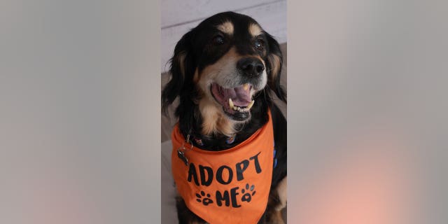 Kofi is located at Dallas Pets Alive, an organization in Dallas, Texas.