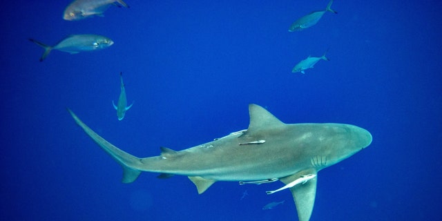 A lemon shark swims towards a group of divers during a shark dive off of Jupiter, Florida on February 11, 2022. 