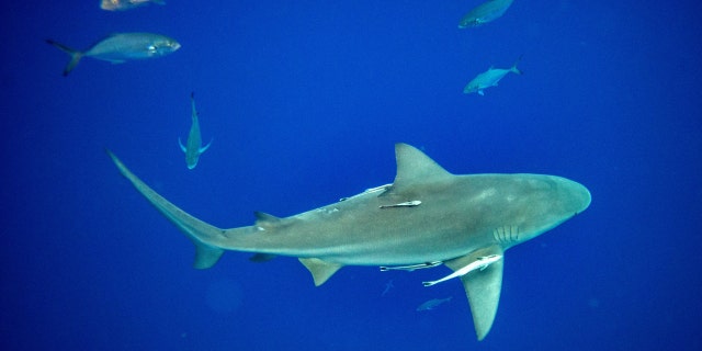 FILE- A shark swims near several fish. A man in Argentina was eaten by shark after he disappeared and his damaged ATV was found days later.