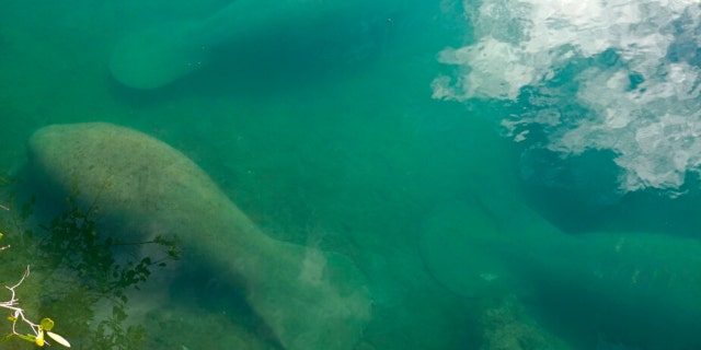 Manatees float in a canal at Port Everglades on Jan. 18, 2023, in Fort Lauderdale, Fla.