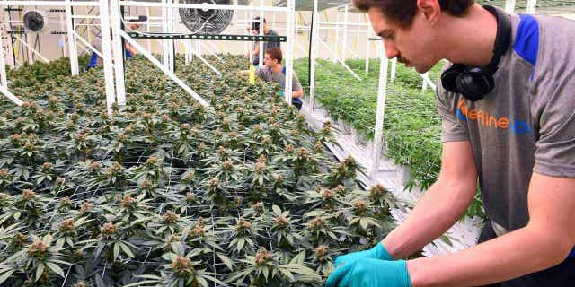 Marijuana leaves being pruned