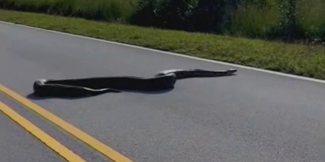Burmese python in road
