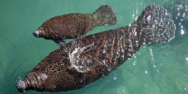 Two manatees swim by Manatee Lagoon on Jan. 30, 2022, in West Palm Beach, Florida.