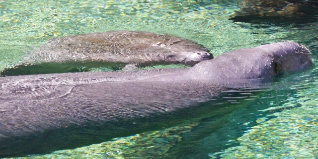 A mother and juvenile manatee surface at Blue Spring State Park in Orange City, Florida., on Jan. 10, 2023.