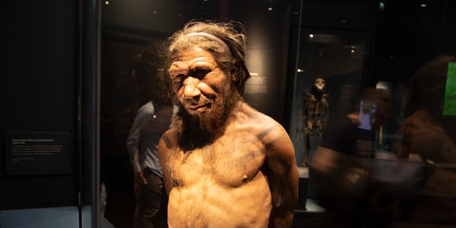 Seorang pria Neanderthal dalam pameran Evolusi Manusia di Museum Sejarah Alam di London, Inggris, Inggris. 