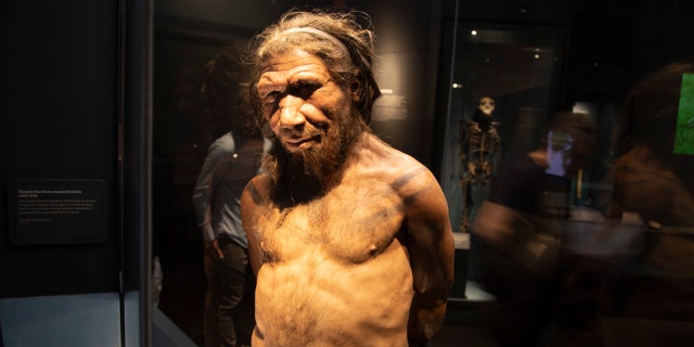 Neandertalczyk na wystawie ewolucji człowieka w Muzeum Historii Naturalnej w Londynie, Anglia, Wielka Brytania. 