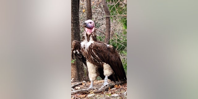Pin, the endangered Lappet-faced vulture, was found dead in his habitat on Jan. 21, 2023.