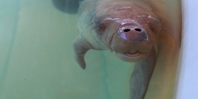 A rescued baby manatee was cared for in 2021 at SeaWorld Orlando. For decades, manatees have gathered at the Florida Power &amp; Light Co. electric plant south of Titusville by the hundreds to shelter in the warm waters.