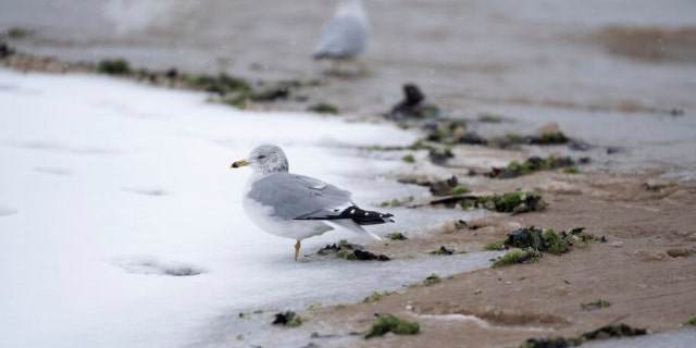 A seagull stands on Columbia Beach on a snowy day Wednesday, Jan. 25, 2023, in the Rogers Park neighborhood of Chicago. 