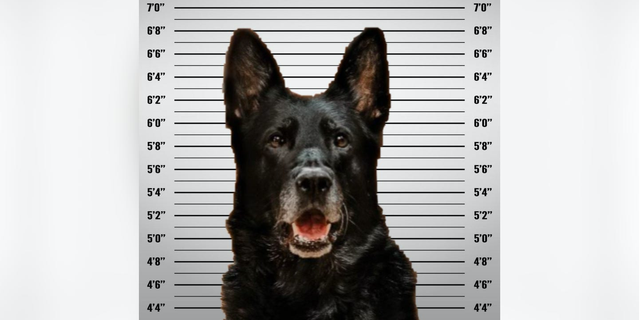 K-9 officer Ice was accused of nabbing another officer's lunch, according to the Wyandotte Police Department.