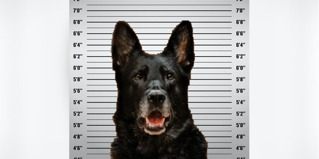 K-9 officer Ice was accused of nabbing another officer's lunch, according to the Wyandotte Police Department.