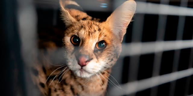 African serval cats are medium-sized wild cats that have tawny fur and black spots.