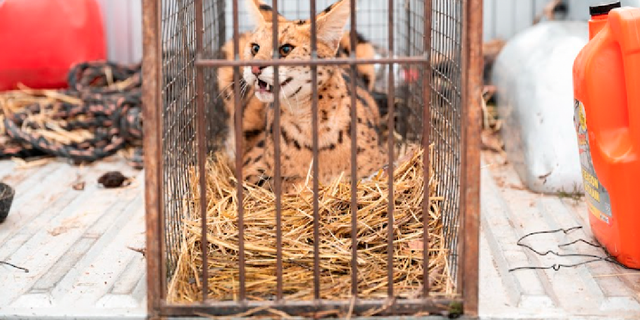 Farmers in Missouri recently found an African serval in the live trap they set on their property in the Ozark Mountains.
