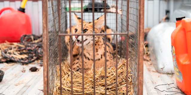 Farmers in Missouri recently found an African serval in the live trap they set on their property in the Ozark Mountains.