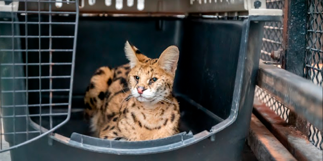 The rescued serval is receiving care at the Turpentine Creek Wildlife Refuge while in quarantine.