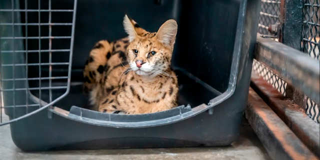 The rescued serval is receiving care at the Turpentine Creek Wildlife Refuge while in quarantine.