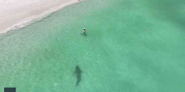 Beachgoers remain unaware that a tiger shark swims in the water near the shore.