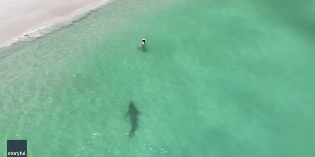 tiger shark western australia