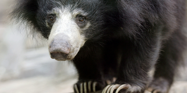 Hana, a female sloth bear, inspects her new home at the Asia Trail area of the National Zoo in Washington, D.C., on Oct. 11, 2006. Three sloth bears died of the cold in Belgium this January after the plane they were traveling in was grounded because of a winter storm, reports say.