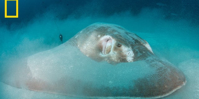 Smalleye stingrays may look intimidating, but they're not aggressive and will only sting if provoked, Marshall said, as NatGeo reported.