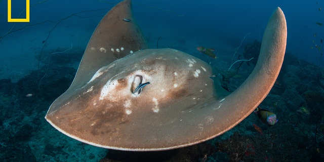 Shown above, a smalleye stingray visits a cleaning station on a coral reef, where fish and other invertebrates clean bigger animals of parasites.
