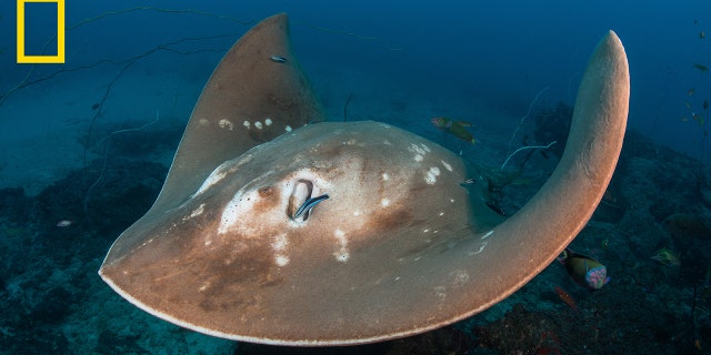Shown above, a smalleye stingray visits a cleaning station on a coral reef, where fish and other invertebrates clean bigger animals of parasites.