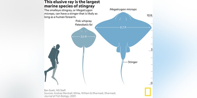 Smalleye stingrays, also known as Megatrygon microps, can measure 10 feet in length and over 8 feet in width, according to NatGeo.