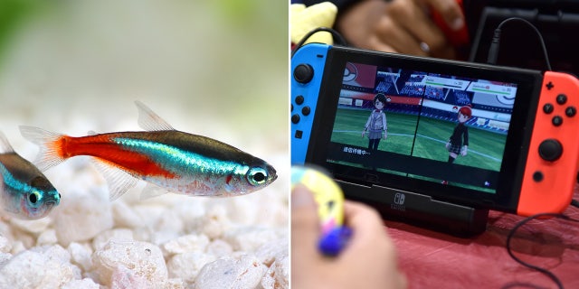 Mutekimaru Channel, a YouTube channel focused on Japanese gaming posts regular "Fish Play Pokémon" livestreams where tetra fish control a Nintendo Switch by swimming like they normally do.