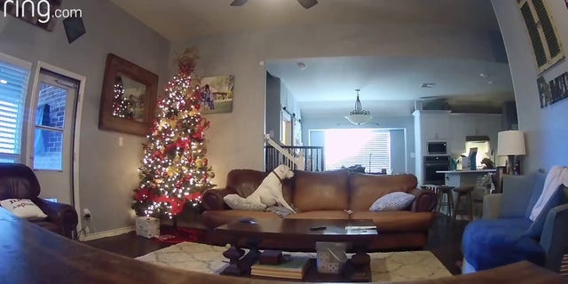 Ring video from inside Megan Black's home in Frisco, Texas shows one of her two dogs turning on the stove when it tried to reach for cookies on the kitchen counter, according to FOX 4.