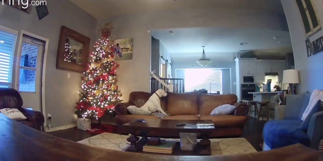 Ring video from inside Megan Black's home in Frisco, Texas shows one of her two dogs turning on the stove when it tried to reach for cookies on the kitchen counter, according to FOX 4.