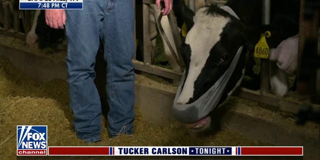 Nashville farmer Stephanie Nash demonstrates how cows react to being forced to wear a mask. 