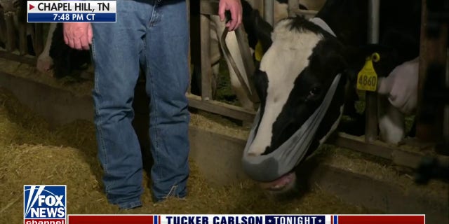 Nashville farmer Stephanie Nash demonstrates how cows react to being forced to wear a mask. 