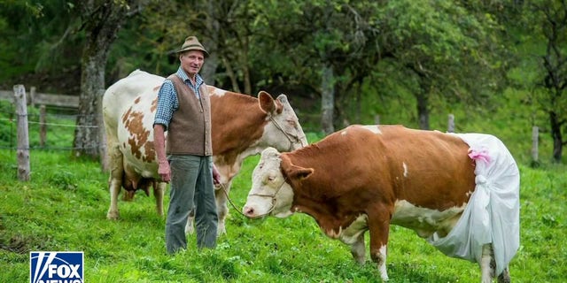 Le géant laitier Danone veut que les vaches portent des couches et des masques pour contenir leurs émissions de méthane provenant des flatulences et des rots. 