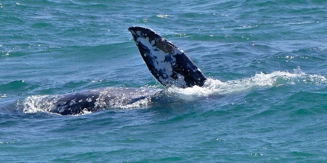 A gray whale calf put on quite a show for those at the Redondo Beach Pier on March 30, rolling in the surf and spouting as it came up for air.