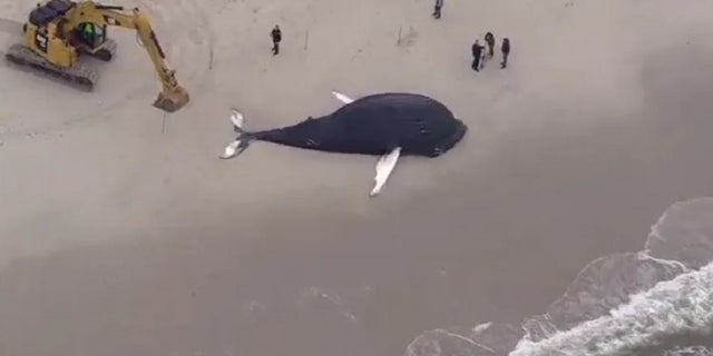 A massive whale washed ashore on Long Island, New York Monday, authorities said. Several dead whales have wash ashore along the East Coast in recent months. 