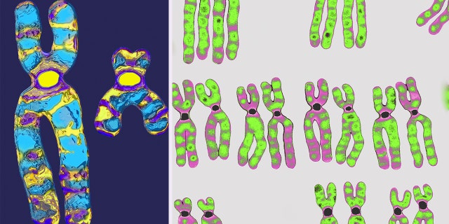 Male and female chromosomes.