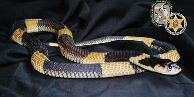 Florida officials have seized more than 200 pythons during a multi-year investigation into snake trafficking.