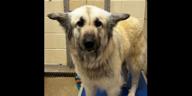 b62d9813-dog2.jpg