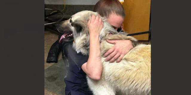 A dog named Lilo was reunited with her owner who was forced to give her up due to homelessness.