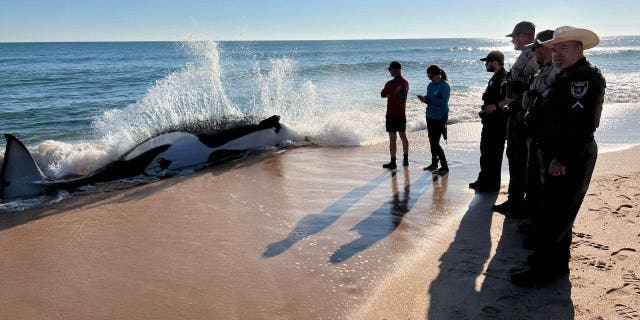 Authorities at Jungle Hut Park in Palm Coast, Florida oversee the removal of a 21-foot orca that became beached and lost its life.