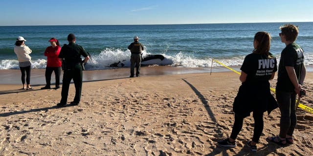 Authorities at Jungle Hut Park in Palm Coast, Florida oversee the removal of a 21-foot orca that became beached and lost its life.