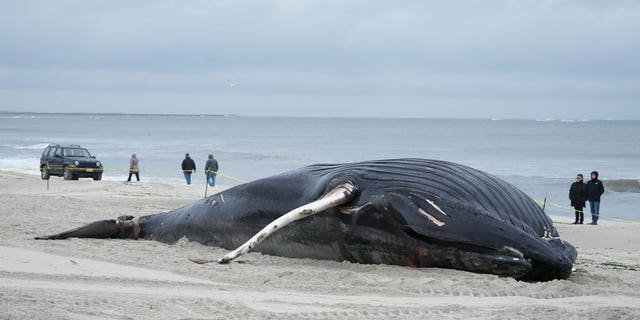 A beached humpback whale that was found on Long Island in January is pictured.