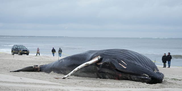 A beached humpback whale in Long Island, NY, where it was discovered dead last month.