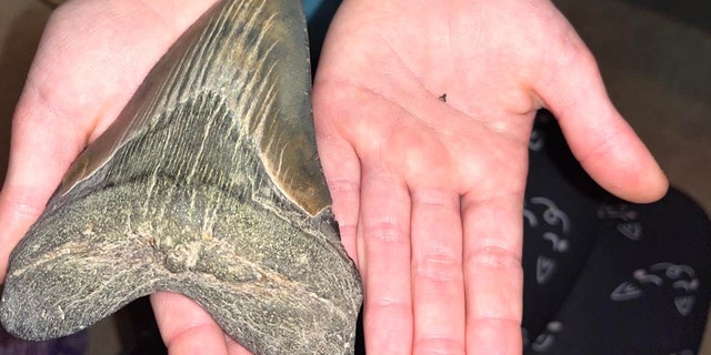 Molly Sampson of Maryland, who is in fourth grade, compares the biggest tooth she's ever found — to the smallest.