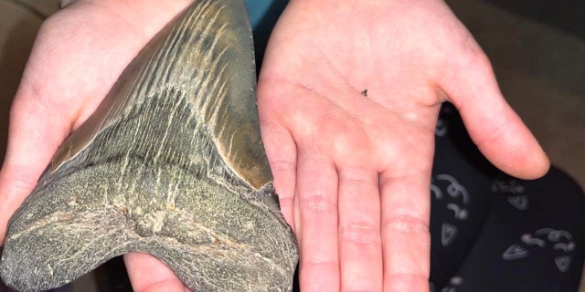 Molly Sampson of Maryland, who is in fourth grade, compares the biggest tooth she's ever found — to the smallest.