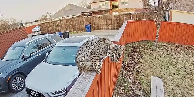 Ring doorbell camera catches footage of a bobcat sitting outside family's home in Texas.