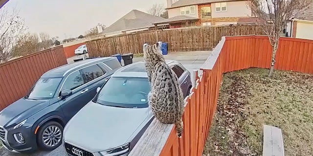 The bobcat apparently returned the next day with a friend and frequented the family's yard for a few days.