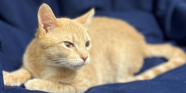Candy Corn is a "gorgeous boy" who is in need of a home.