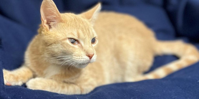 Candy Corn is a "gorgeous boy" who is in need of a home.